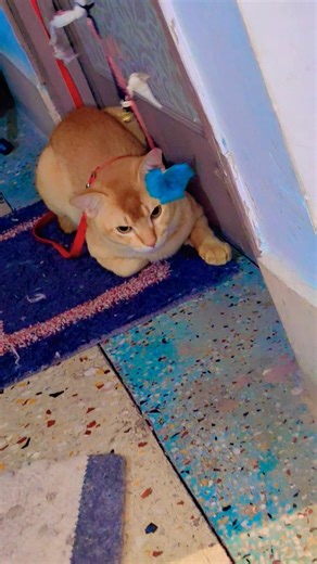 ​POV: You offended the King of the House 😾#GrumpyCat #CatLovers #FunnyPets #CatStare #ViralCats