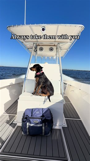 From the pound to the boat #boatdog