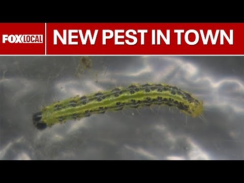 Invasive moth in Michigan with a hungry appetite