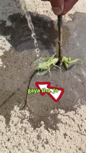 आखिर क्यों टिड्डे पर ये आदमी ऐसे पानी डाल रहा है? #shortsfeed #interestingfacts