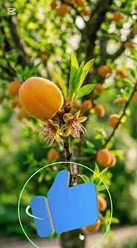 Apricot Fruit: Health Benefits, Growing Process & Drying Secrets”
