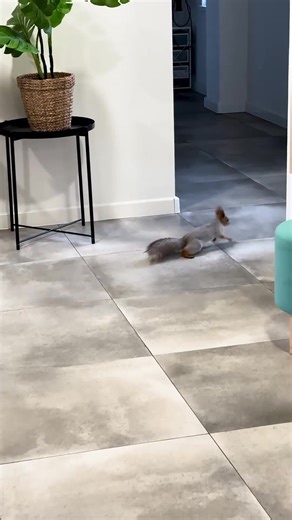 squirrel videos cute squirrel funny squirrel pet squirrel wild...