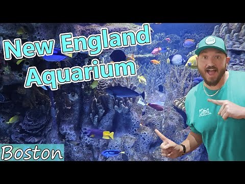 Visiting the New England Aquarium, Boston MA