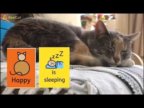 Colourful semantics with Happy the cat - Literacy
