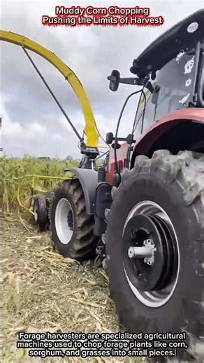 Muddy Corn Chopping | Pushing the Limits of Harvest