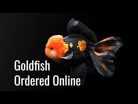 Fancy Goldfish Ordered Online | Unboxing & KingKoiGoldfish Review