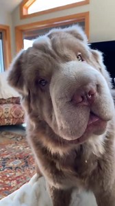 This is one of my all-time favorite videos taken by Tracy, it truly captures the personality of a bear coat Shar pei. I swear they are part-human. #bearcoatsharpei 🧸🐾❤️ | Pittsburgh PEI