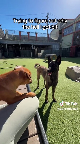 Understanding Dog Behavior: Why Dogs Bite