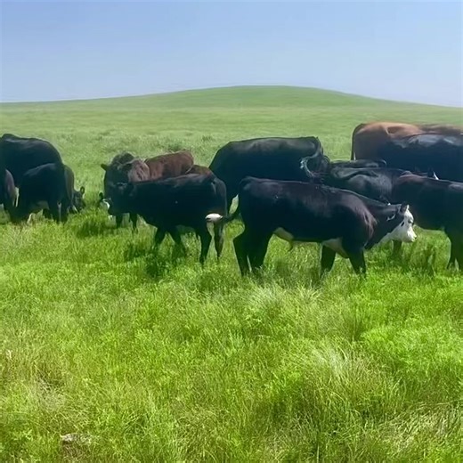 What a set of Baldy calves. This old VNK Bakken son doesn’t look too bad either. And talk about green grass. Thanks for the video Jim and Chad. This is near Wichita KS. They were really dry earlier this summer but caught enough rain to grow great grass and managed to keep up hauling water until the rains helped out. Hopefully the moisture keeps coming. | Van Newkirk Herefords