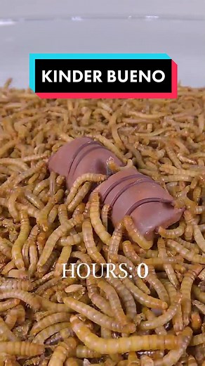 Mealworms vs Kinder Bueno: A Delicious Showdown