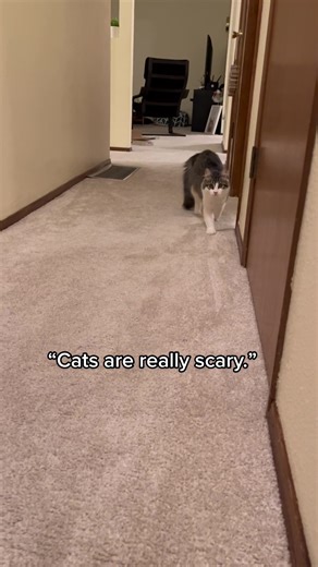 Creepy Looking Cat - Funny and Scary Cat Videos Compilation