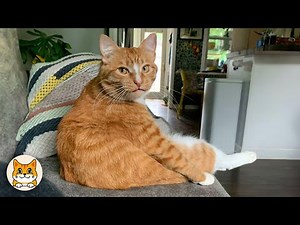 Orange Cats Are the Funniest Cats Ever 😹👑