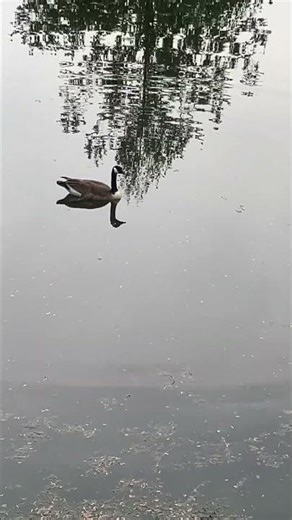 Awesome sight of an adorable goose swimming in a pond#shorts #goose #water #swim #nature #viral