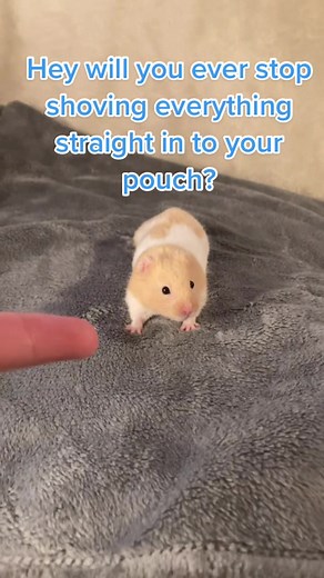 Persistent Hamster with an Appetite for Cucumbers