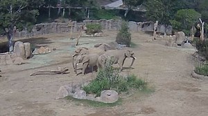 Elephants at San Diego zoo huddle to protect calves during earthquake