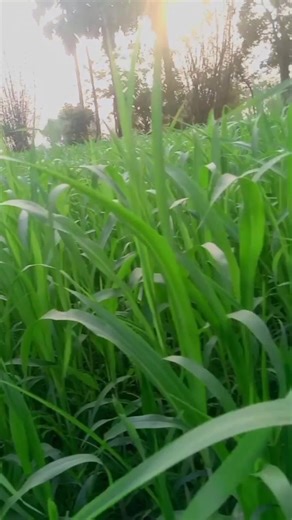 Khetibad # training shorts video # new shorts video # YouTube shorts video is # farmer life style