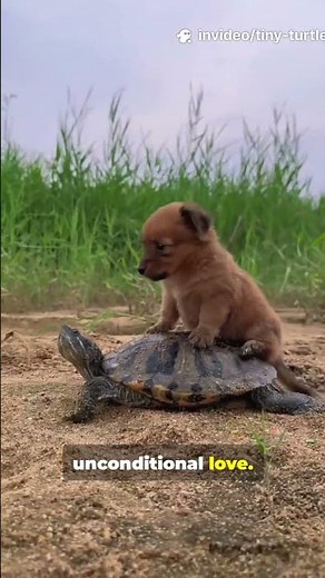 You Won’t Believe This Turtle & Puppy Friendship!