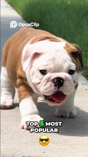 English Bulldog 🐶 Popular, Gentle & Lovable Breed