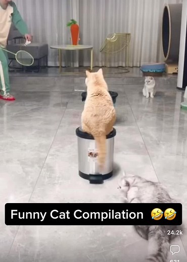 Funny Cats Playing Sports Compilation