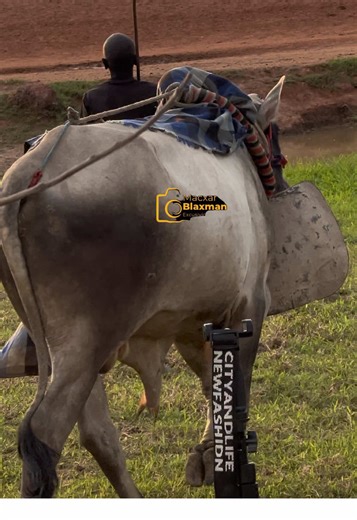 Life in a Cattle Camp: An African Cultural Experience