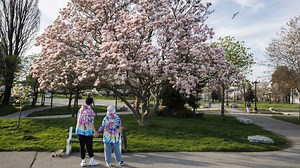 Toronto braces for coldest late-May stretch since 1967