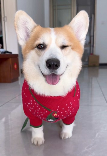 Tutu’s dayliy life (@corgitutu)’s videos with last Christmas (抒情版) - Y2002搬运工