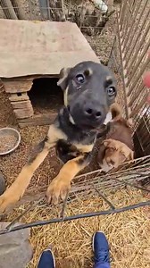 40K views · 1.4K reactions |  Vito à l'adoption  Vito a été...