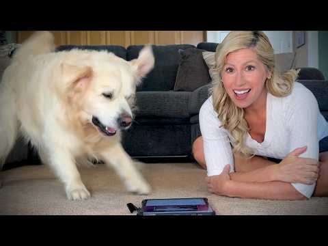 I Played My Golden Retriever These Sounds… He LOST IT 😂