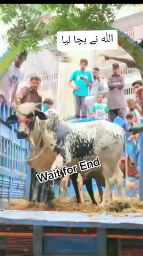 Cow Unloading Mishap Caught on Camera