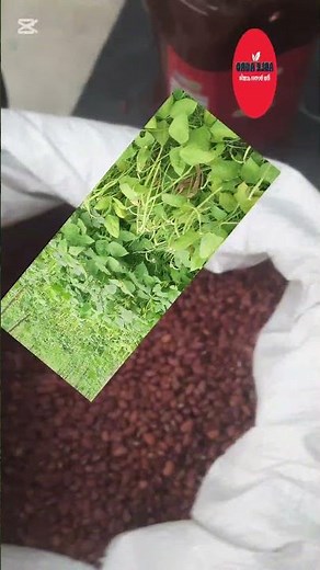 Yard long bean #agriculture