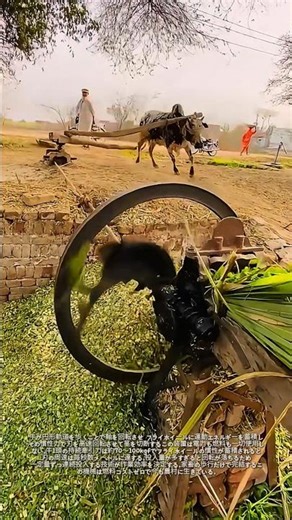 牛が動かす伝統式茎切断機：家畜の歩行動力が完結する循環型農業機械の記録