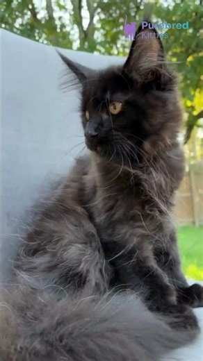 Meet Arthur: Stunning Black Maine Coon Kitten 🖤 Gentle Giant with Lynx Ears! #MaineCoon