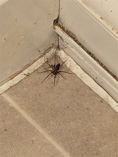British Spider Identification Group | What is this I've had about 3 of them in Northamptonshire - I think they're babies | Facebook