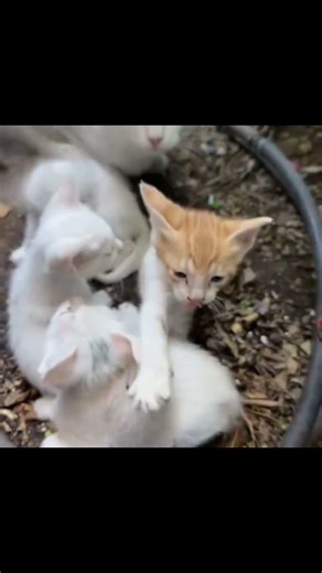 crying cat cornor 💔#youtubeshorts #shorts #viralvideo #viralshorts