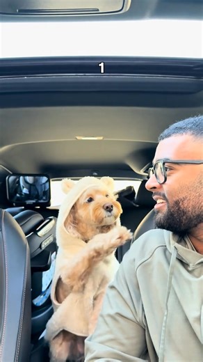 It’s the moment to think for me… 😳 | Luna The Mini Cockapoo