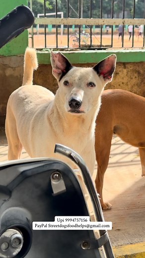 “Dear Supporters, Your kindness has the power to change lives. By sending us dog food, you’re not just providing a meal, you’re offering hope and comfort to stray dogs in need. Your generosity allows us to continue our mission of caring for these precious ✨ animals, giving them a chance for a better life. Keep loving keep supporting You can support us through these modes:- Paytm phonepe 9994757156 PayPal streetdogsfoodhelps@gmail.com #reels #petlovers #dogslovers❤️ #instagram #puppy #saveanimals