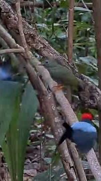 Male Lance-tailed Manakins Dance For a Female on Their Display Perch