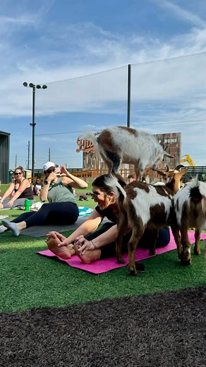 5.5K views · 16 reactions | Stretch, flex, and hang out with baby goats at Goat Yoga with Goat Yoga Houston on June 9th at Home Run Dugout!  Each class is an hour long – 45 minutes of beginner yoga followed by 15 minutes of goat time (10am and 11am sessions available). 律‍♀️ Stay after for our $3 mimosas and delicious brunch. Secure your spot – tickets available below. 10AM: https://bit.ly/44RMt3r 11AM: https://bit.ly/3yqdz5V | Home Run Dugout | Facebook