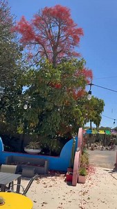 Our Queensland flame tree is putting on a great display this year! Not a cactus I know, but it’s too good not to share!! 😊🌵 | Cactus Country