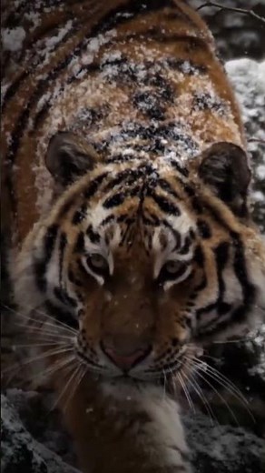 This Siberian Tiger Eats Over 100 People Alive!