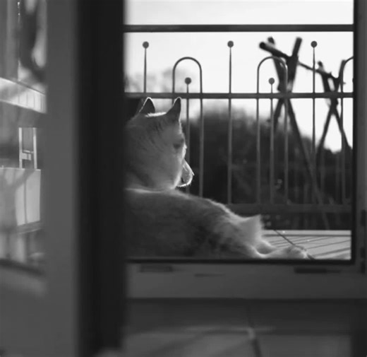 Hound - New Country Music with Lyrics