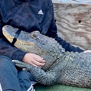 255 reactions · 106 shares | Your kids will love the Predators Reptile Expo in Mesa MAR 26 & 27 | Predators Reptile Center | Facebook