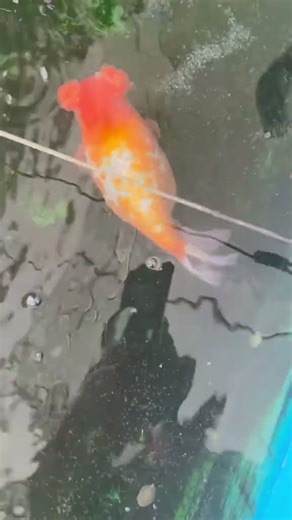 Only after 4 generations of purification can such a red fluffy goldfish be produced! #fish #koi