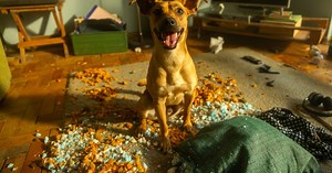 A história real do cachorro caramelo que virou protagonista de filme na Netflix