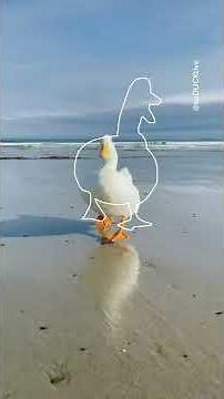 The Duck Outline Trend (viral tiktok trend)