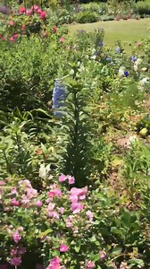 7.2K views · 169 reactions | We took this video on a stroll around the Atlanta Botanical Garden last spring. Who can't wait for these sounds and fresh flowers to be blooming this year?!  | Explore Georgia | Facebook