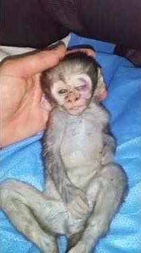 Razor wire death for baby monkey.