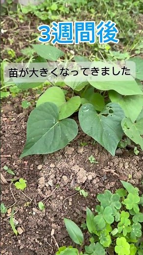 2ヶ月でここまで！？サツマイモのツル大暴走！大事なツル返し#家庭菜園 #さつまいも