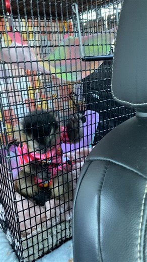 Crying for her daddy!! We’re going somewhere special today! Any guesses?? #fyp #monkey #monkeys #capuchin #life #cuteanimals #remirose | Remi Rose