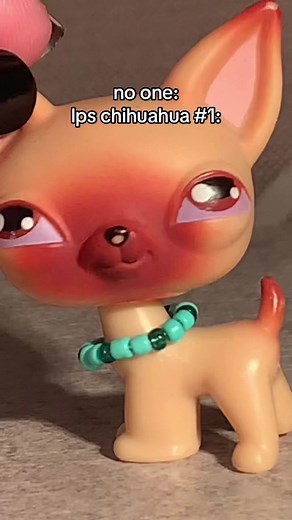 Exploring the Little Pet Shop Chihuahua Collection